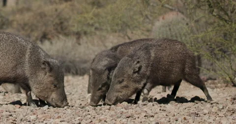 Collared Peccary aka Javelinas Fighting Baring Teeth Snarling Animal Fight Stock Footage 332298723