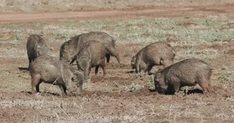 Collared Peccary aka Javelinas Foraging Feeding Digging for Roots in Field Stock Footage 294718944