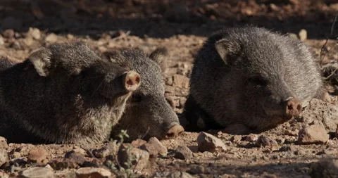 Collared Peccary aka Javelinas Sleeping ... | Stock Video | Pond5