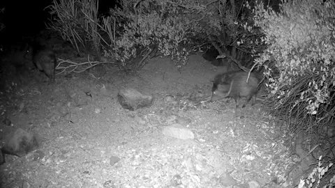 Collared Peccary Alarmed Cautious Wary Hair Hackles Up Raised in Sonoran Desert Stock Footage 297582428