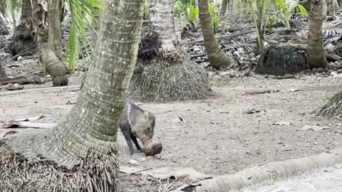 Collared Peccary on the Beach Stock Footage 283767820
