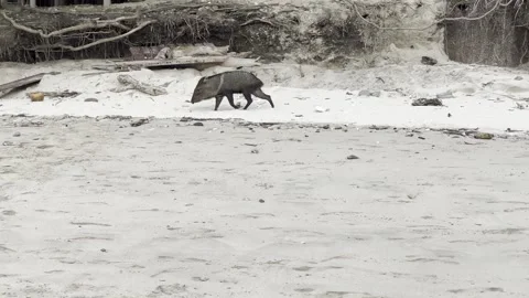 Collared Peccary on the Beach Stock Footage 283772040