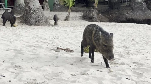 Collared Peccary on the Beach Stock Footage 283772461