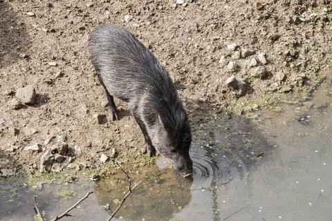 Collared peccary closeup Stock Photos