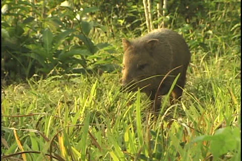 Collared Peccary at a farm in the state of Acre, Brazil Stock Footage 24251183