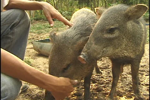 Collared Peccary at a farm in the state of Acre, Brazil Stock Footage 24251759
