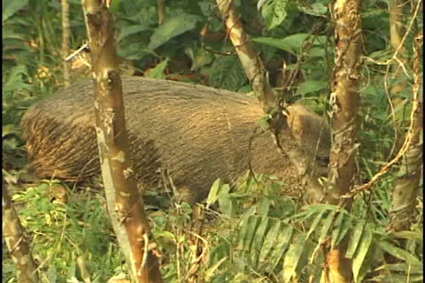 Collared Peccary at a farm in the state of Acre, Brazil. Stock Footage 24251810