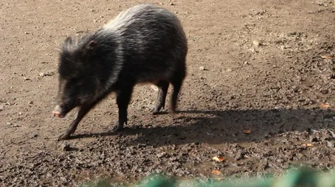 Collared peccary Video stock 48753877