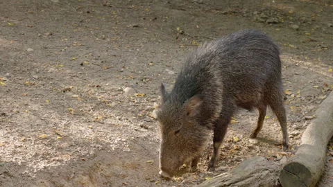 Collared Peccary Foraging on Sandy Ground Stock Footage 344043704
