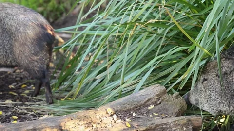 Collared Peccary in Forest Habitat Stock Footage 299773404