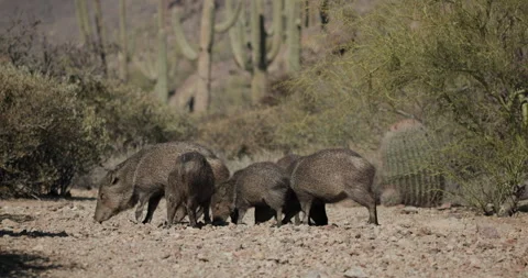 Collared Peccary Group aka Javelinas Running Fleeing Alarmed in Sonoran Desert Stock Footage 332298891