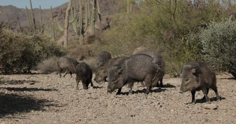 Collared Peccary Group Javelinas Foraging Looking At Camera in Arizona Desert Stock Footage 332301782