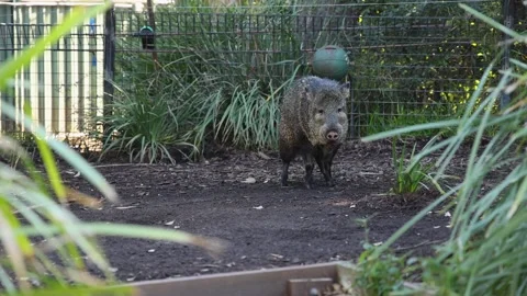 Collared Peccary in Melbourne Zoo Stock Footage 299901062