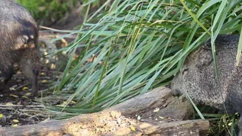 Collared Peccary in Melbourne Zoo Stock Footage 300938318