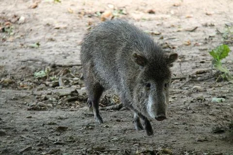 Collared Peccary Pig. Stock Photos