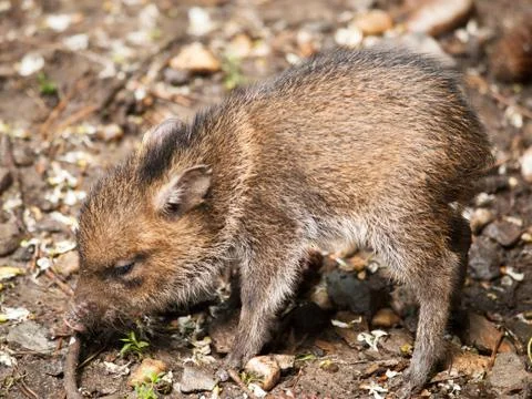 Collared peccary piglet Stock Photos