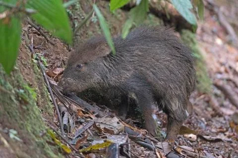 Collared Peccary in the Rain Forest Stockfoto's