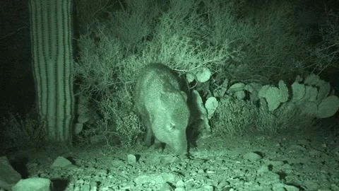 Collared Peccary Smelling Sniffing Ground by Saguaro Cactus in Desert at Night Stock Footage 297580267