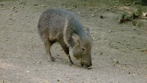 Collared Peccary Sniffing Sandy Ground Stock Footage 344043641