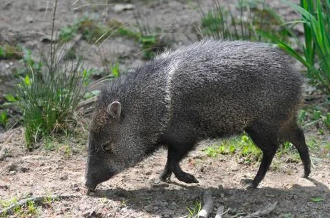 Collared Peccary walking Stock Photos