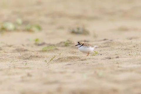 Collared Plover (Charadrius collaris) on the beach sand. Stock-Fotos
