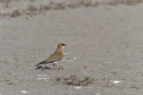 Collared pratincole Stock Photos