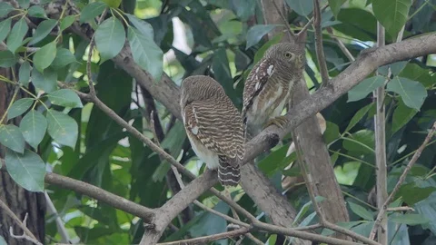 Collared pygmy owl in tropical rain forest. Video stock 101100400