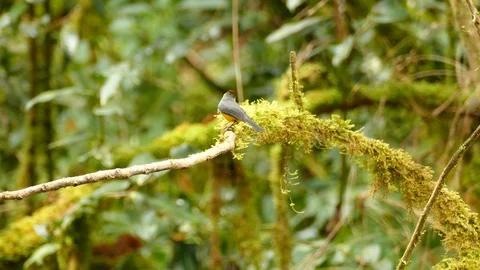 Collared redstart bird is only and exclusively found in Costa Rica Stock Footage 126808436
