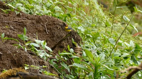 Collared redstart bird in San Gerardo de Dota in native habitat Stock Footage 126812215