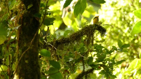 Collared redstart in bright green lush mossy cloud rainforest Stock Footage 126813099