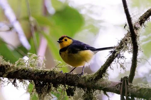 Collared redstart - collared whitestart in Curi cancha reserve, Costa Rica Stock Photos