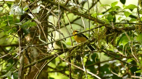 Collared redstart endemic bird to Costa Rica mountains Video stock 126813363