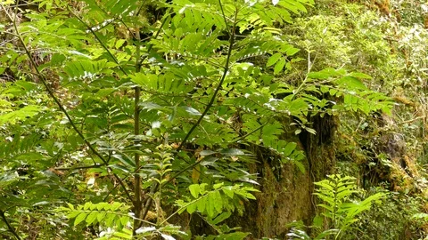 Collared redstart jumping up along green plant in cloud forest Stock Footage 126808666