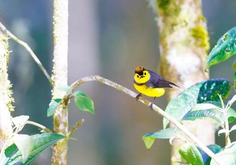 Collared Redstart perched on a tree branch Stock Photos