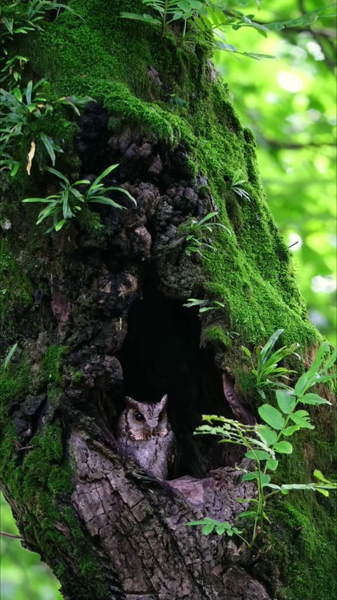 Collared Scops Owl camouflaged inside a mossy tree hollow 스톡 동영상 331110497