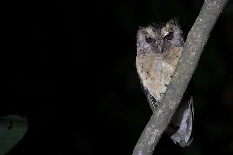 A Collared Scops-owl during nighttime Stock Photos
