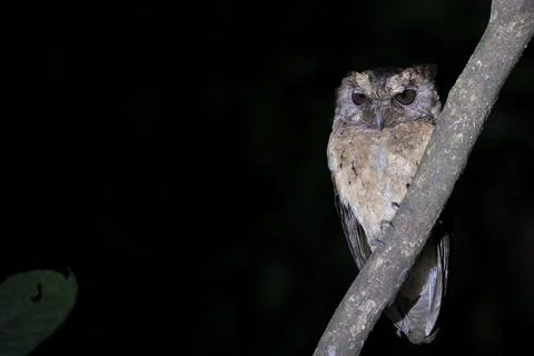 A Collared Scops-owl during nighttime Stock Photos