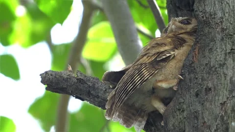 Collared Scops-Owl entering tree hollow in forest during daytime Stock Footage 335186412