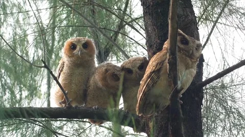 Collared Scops-Owl family perched on pine tree branch in forest Stock Footage 333728531