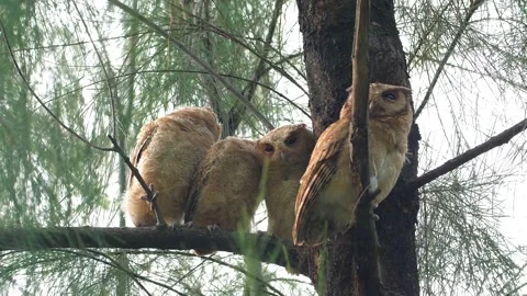 Collared Scops-Owl family perched on pine tree branch Stockbeeldmateriaal 335668349
