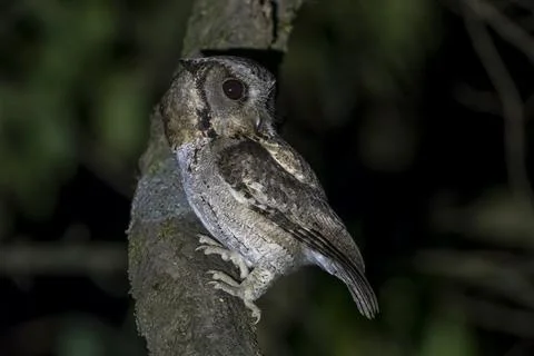 Collared scops owl or Otus lettia observed in Latpanchar in West Bengal, Indi Stock Photos