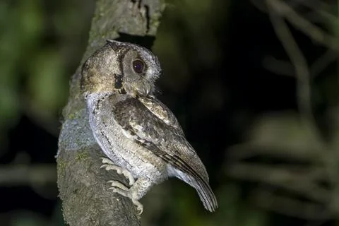 Collared scops owl or Otus lettia observed in Latpanchar in West Bengal, Indi Stock Photos