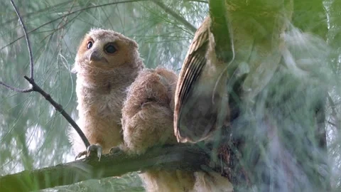 Collared Scops-Owl owlets perched on pine tree branch in forest Видео 334231912