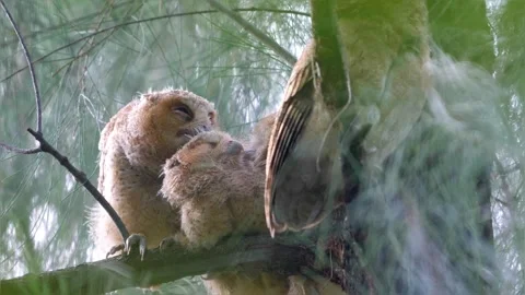 Collared Scops-Owl owlets perched on pine tree branch in forest Stock Footage 336003572