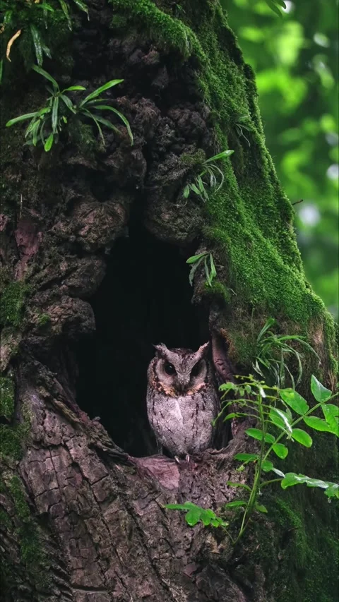 Collared Scops Owl perched in a mossy tree hollow in a tropical forest Stock Footage 331110450