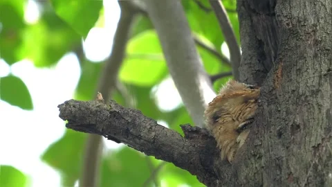 Collared Scops-Owl perched in tree hollow looking up Stock Footage 335668343