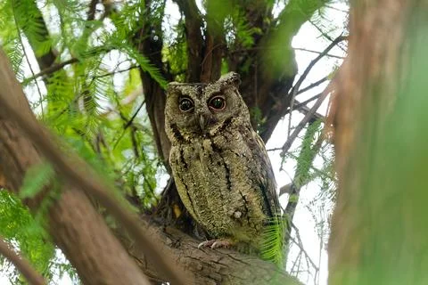 Collared scops owl perched on tree branch among green leaves Stock Photos