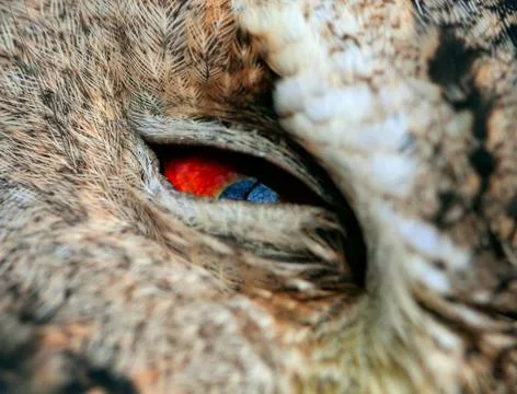 Collared scops-owl Stock Photos