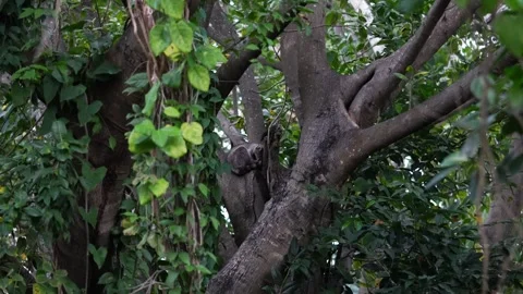 Collared scops owl sleeping on tree branch in the forest Stock Footage 330547253