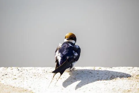 A Collared Swallow perched on a surface of the African savannah. Stock Photos